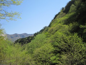 天然水が創られる山々　初夏