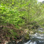 天然水が創られる山々　初夏