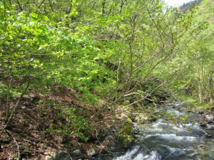 天然水が創られる山々　初夏