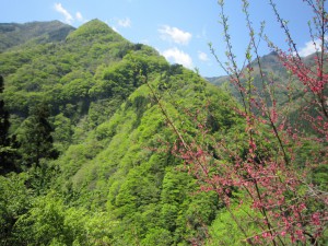 天然水が創られる山々　初夏