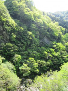 天然水が創られる山々　初夏