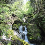 天然水が創られる山々　初夏