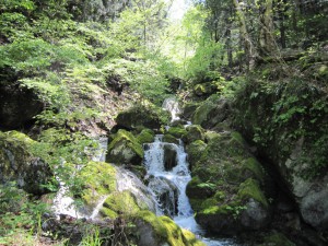 天然水が創られる山々　初夏