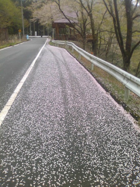 秩父市大滝桜