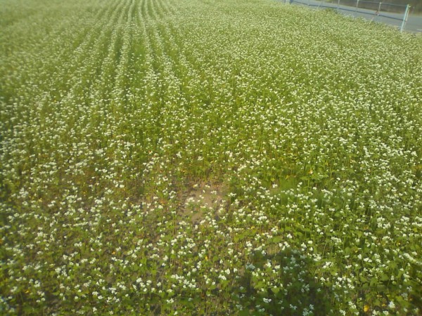 秩父　そばの花