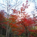 天然水が創られる山々