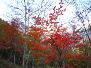 天然水が創られる山々