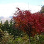 天然水が創られる山々