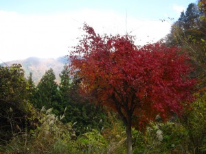 天然水が創られる山々