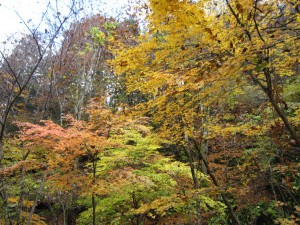 天然水が創られる山々