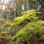 天然水が創られる山々