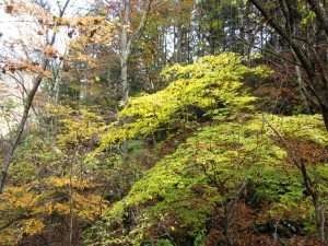 天然水が創られる山々