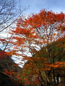 天然水が創られる山々