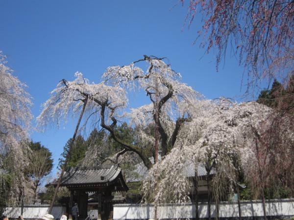 清雲寺のしだれ桜