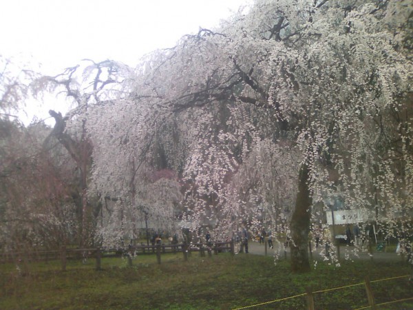 清雲寺のしだれ桜