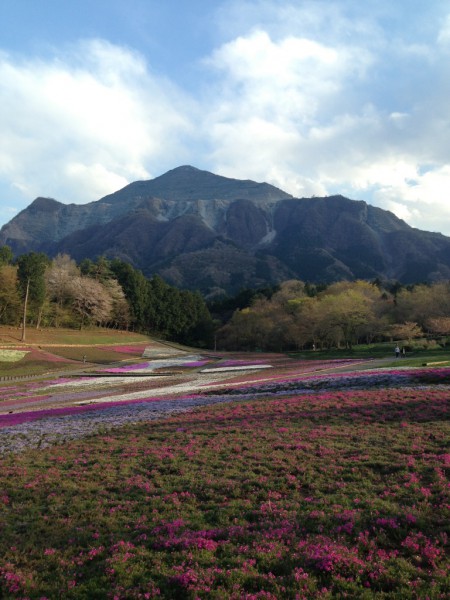 芝桜