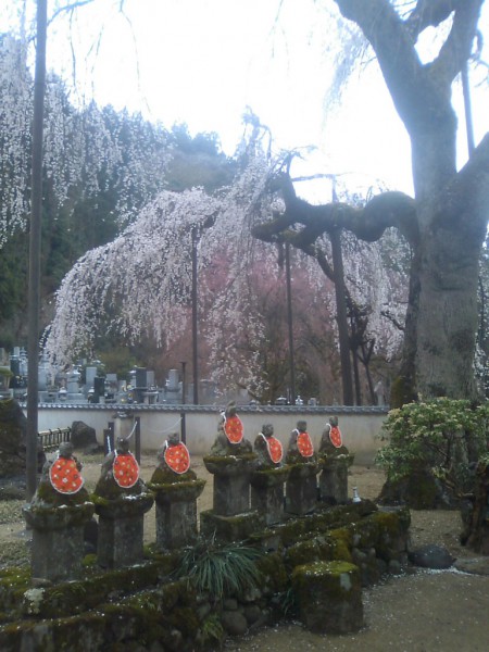 清雲寺のしだれ桜